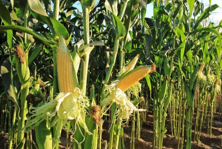 Sergipe registra safra recorde de grãos