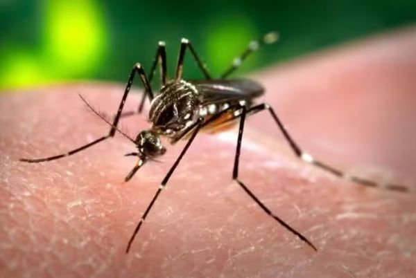 Seis municípios em Sergipe têm alto índice de infestação do Aedes