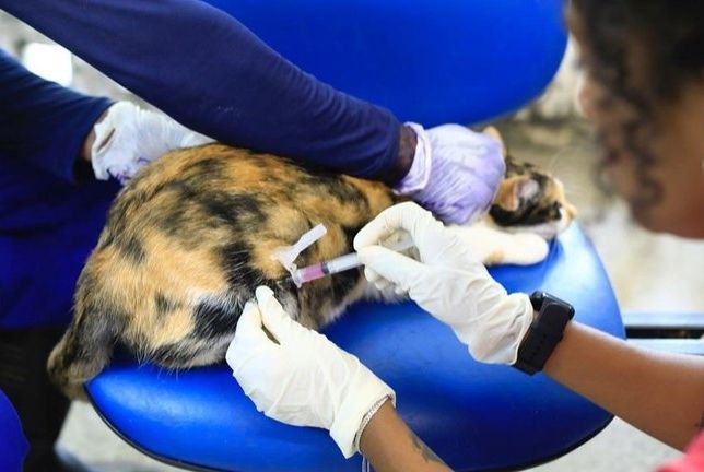 Acordo promove bem-estar animal no Hospital Veterinário de Sergipe