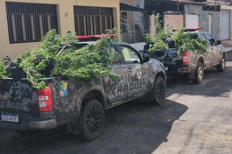 PM flagra estufa sofisticada com cerca de 300 plantas de maconha