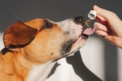 Os benefícios da suplementação para minimizar o problema