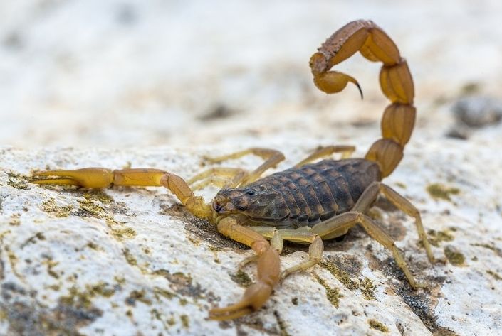 Picada de escorpião em crianças: o que fazer?