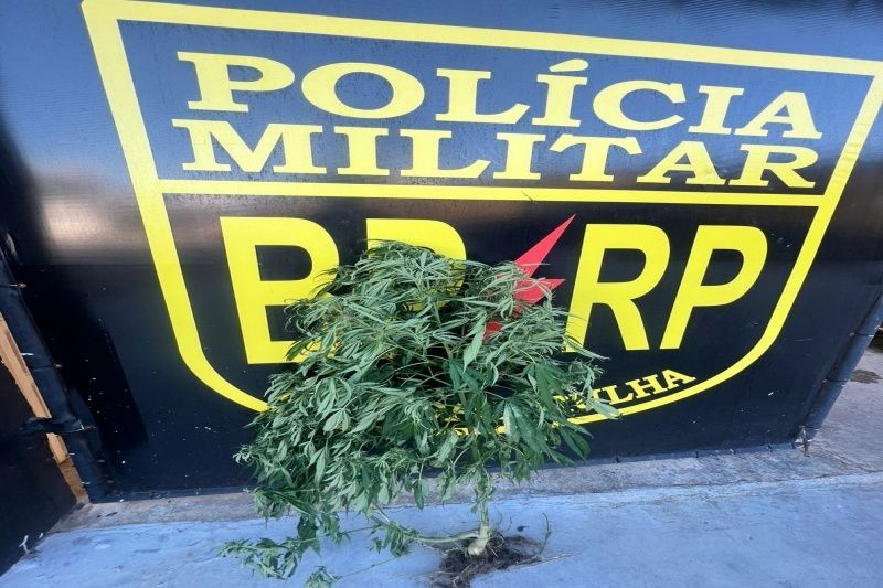 Polícia Militar apreende pé de maconha na zona Oeste de Aracaju