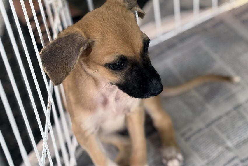 Adasfa promove ação de adoção animal neste sábado