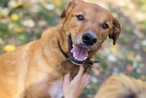 Prefeitura de Socorro realiza feira de adoção de cães nesta sexta