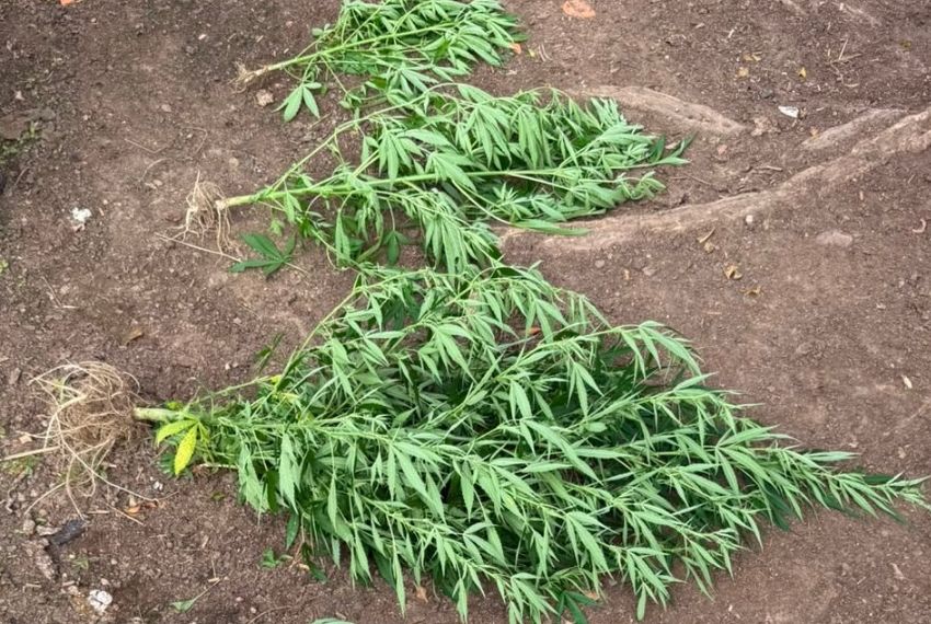 Polícia apreende pés de maconha em quintal de residência em Carira