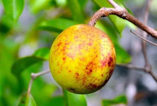 Produção de mangaba registra crescimento de 30%