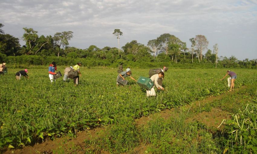 Trabalhadoras do campo recebem 20% a menos que os homens