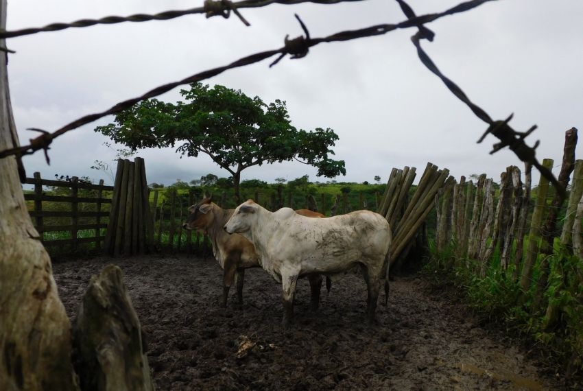 Ação conjunta desativa abatedouro clandestino de gado em Malhada dos Bois