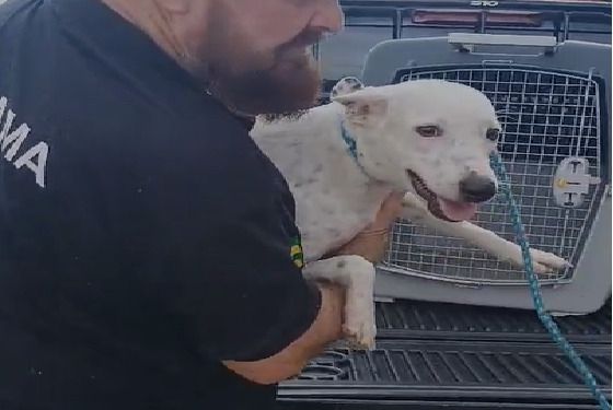 Cão é resgatado em situação de abandono no bairro Porto Dantas