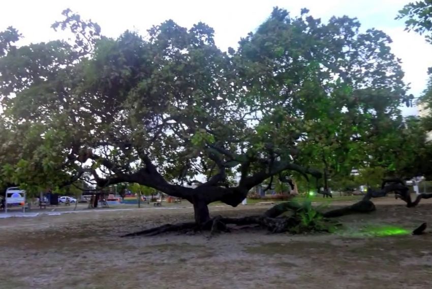 Derrubada de árvores na Sementeira não é crime, diz Crea em nota técnica