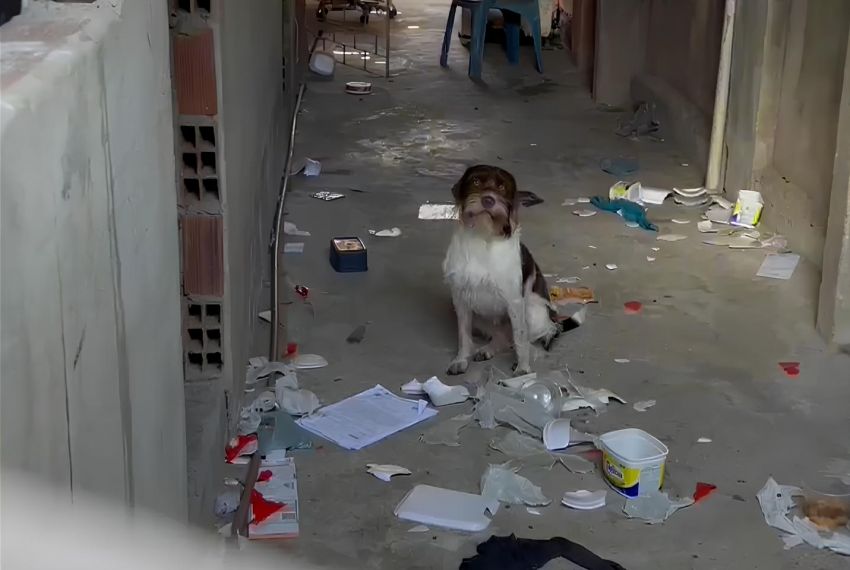 Polícia Civil resgata cão após dois meses abandonado em residência