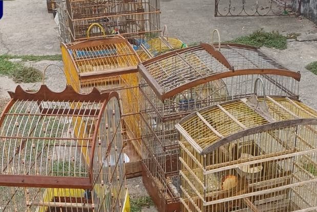 Polícia Militar resgata aves silvestres em Nossa Senhora do Socorro