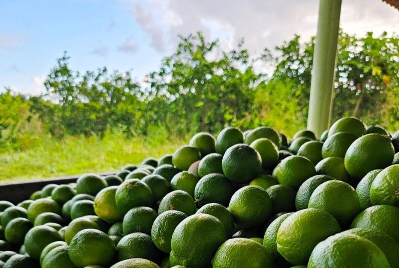 Crédito e inovação elevam produção de coco e laranja em Sergipe