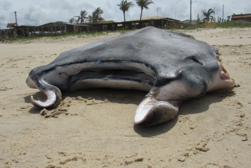 Raia é encontrada com nadadeiras amputadas na Praia do Abaís, em SE