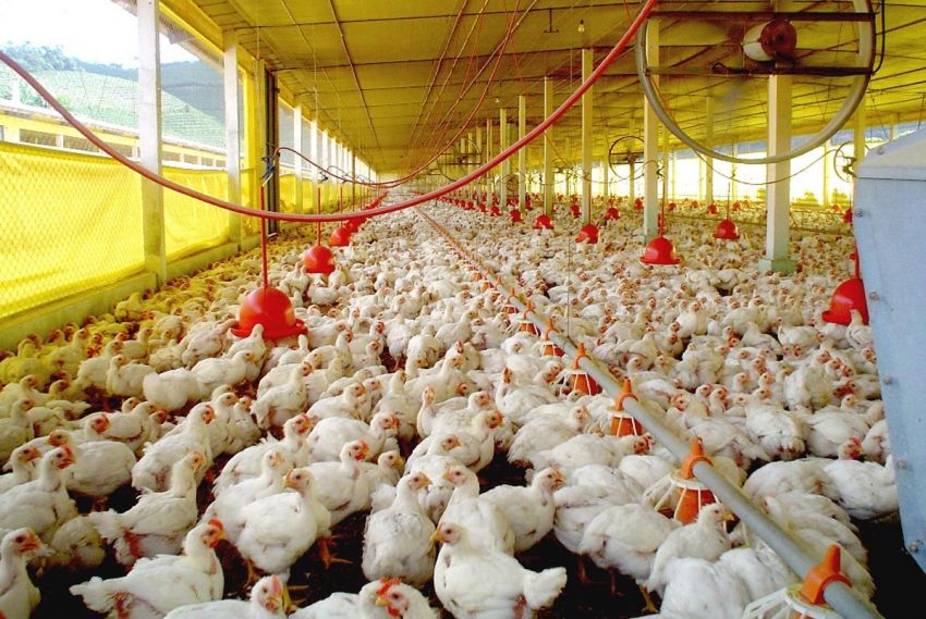 Ministério confirma primeiro foco de gripe aviária em granja