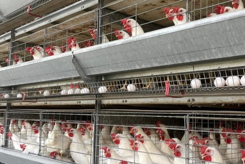 Suspeita de gripe aviária em Graccho Cardoso é descartada