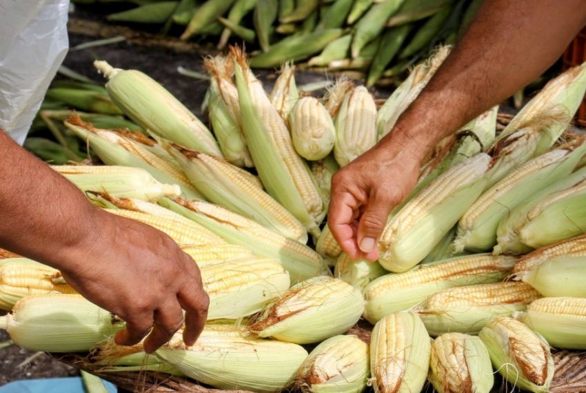 Feira Junina da Ceasa Aracaju começa na próxima terça-feira, 3
