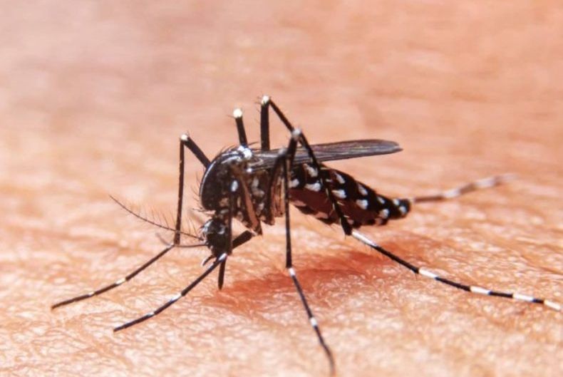 Nove municípios de SE estão com alta infestação do Aedes aegypti
