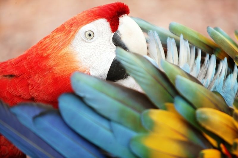 Turismo de Observação de Aves ganha destaque em Paulo Afonso