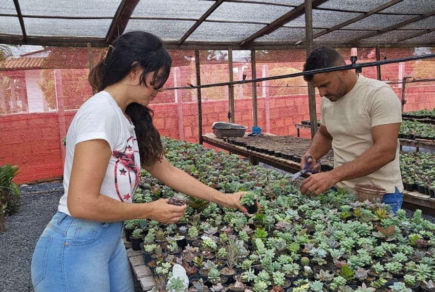 BNB aplica R$ 13 mi em crédito para flores e plantas ornamentais em SE