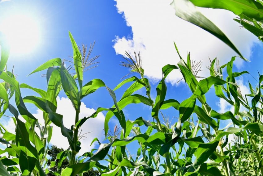 Perímetros irrigados do Governo de Sergipe impulsionam produção de alimentos típicos