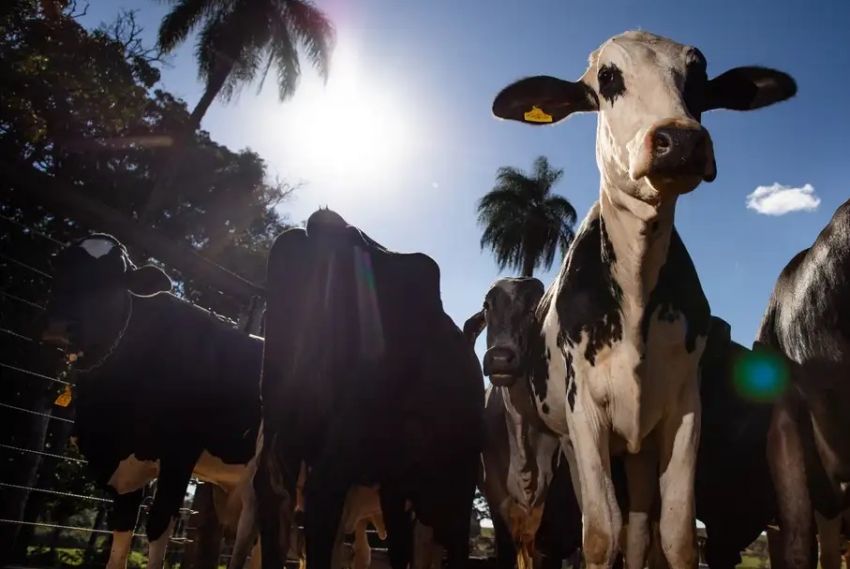 União Europeia oficializa veto à carne brasileira a partir de setembro