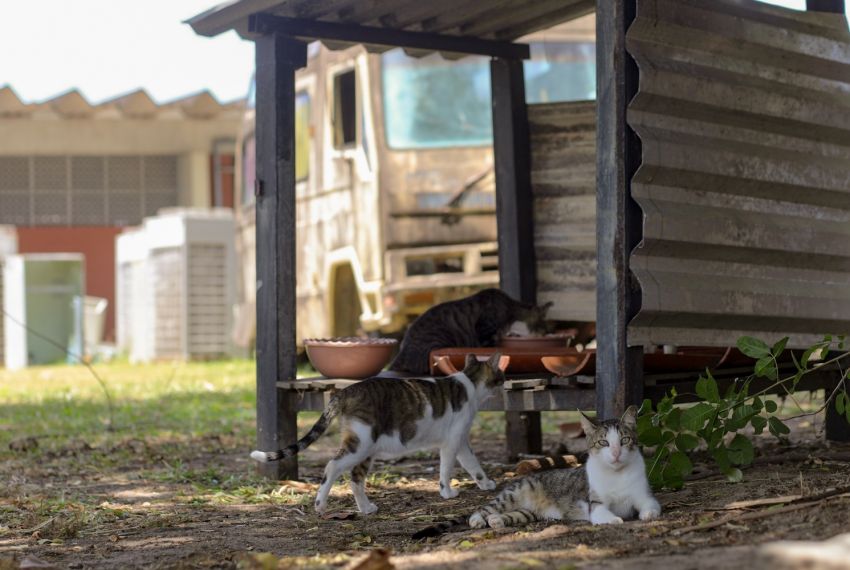 Abandono de animais nos campi da UFS deve ser denunciado