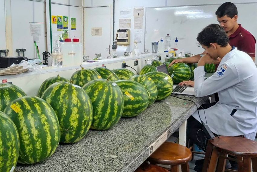 UFS Sertão e UFCG: pesquisa com melancias busca reduzir impactos da seca